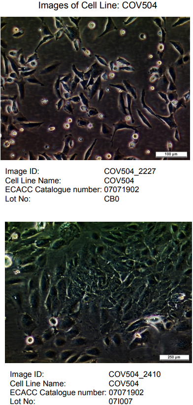 ATCC CCL-228 COV 504细胞图片